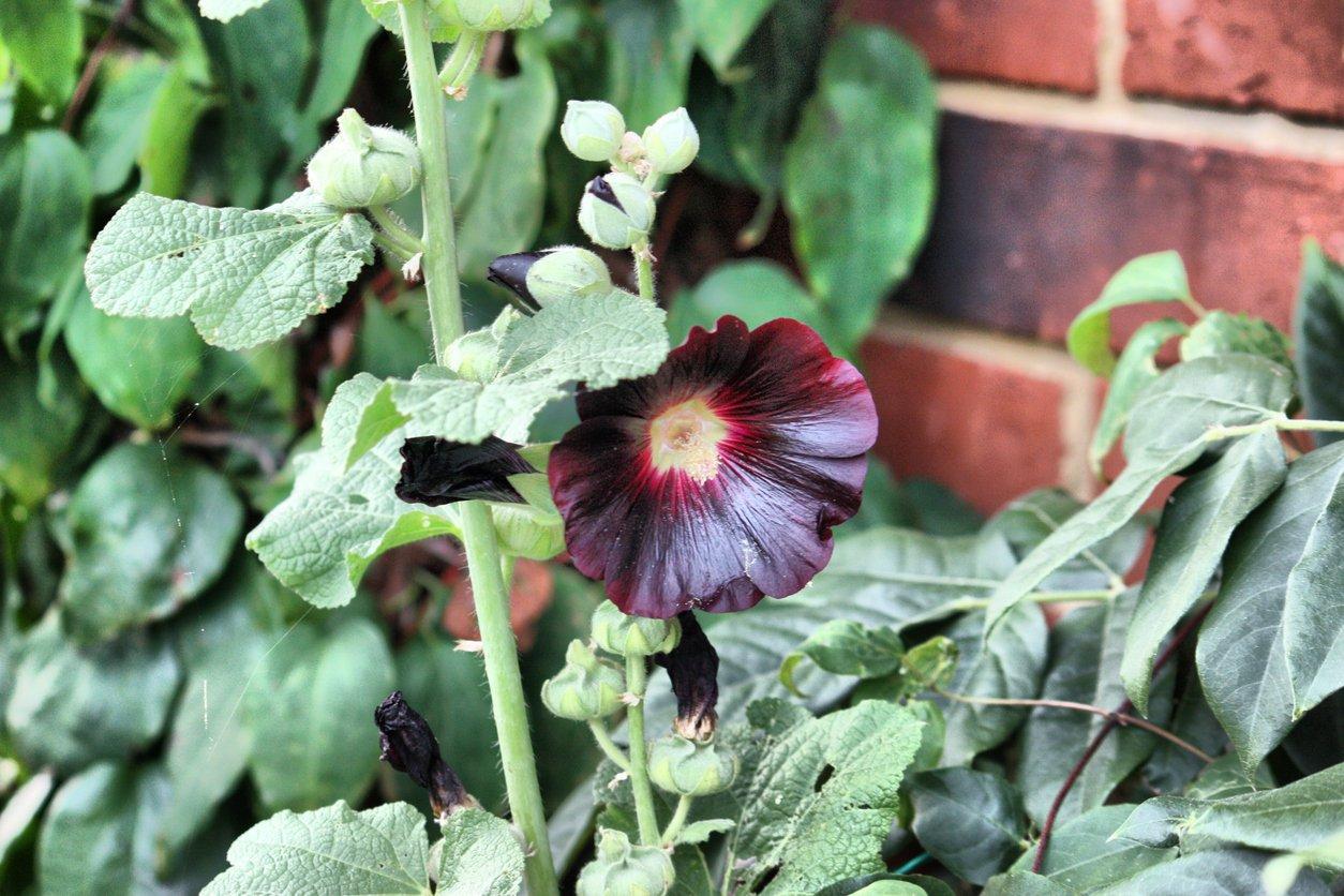 black-hollyhock-flower-interflora