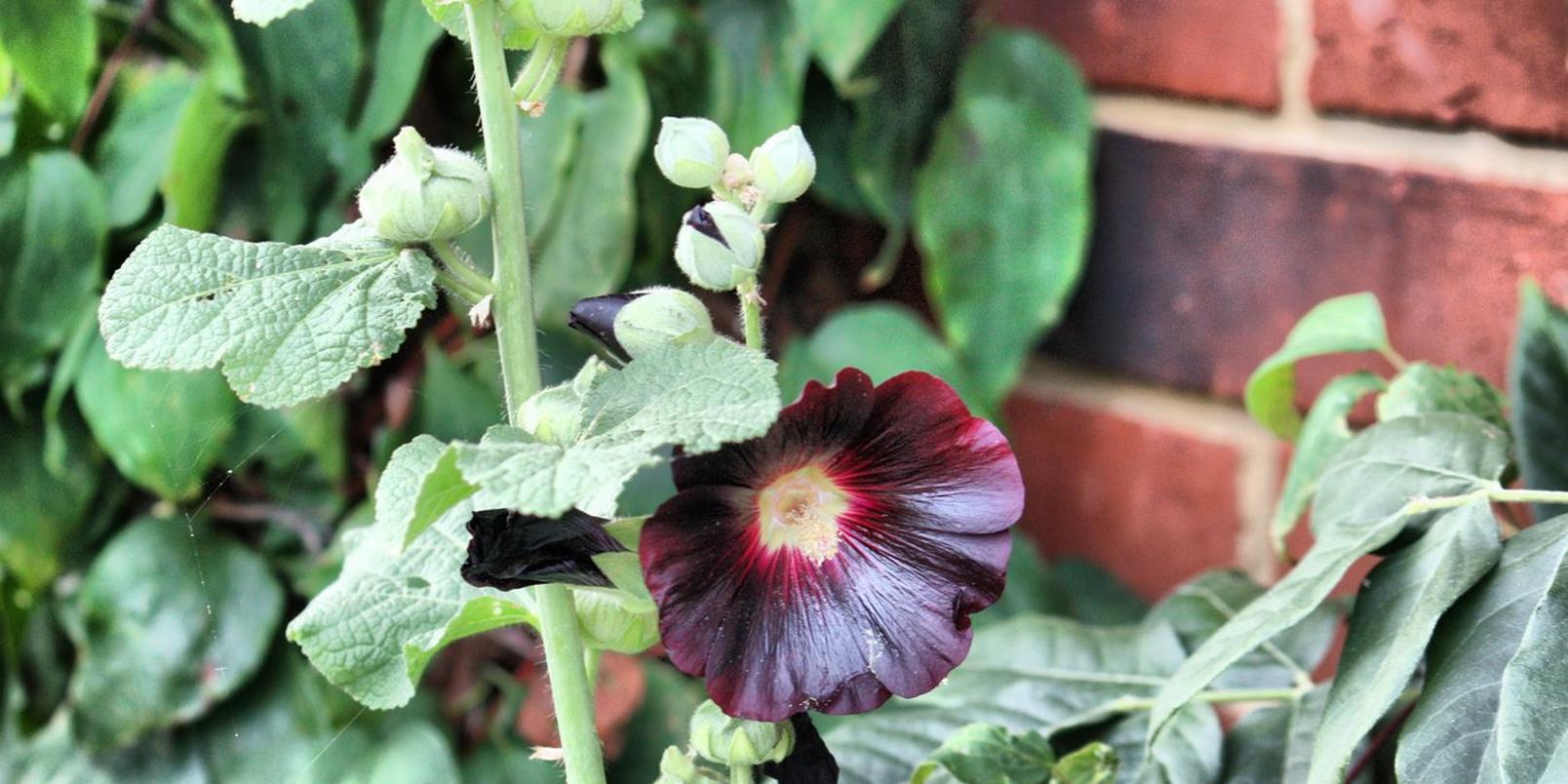 black-hollyhock-flower-interflora