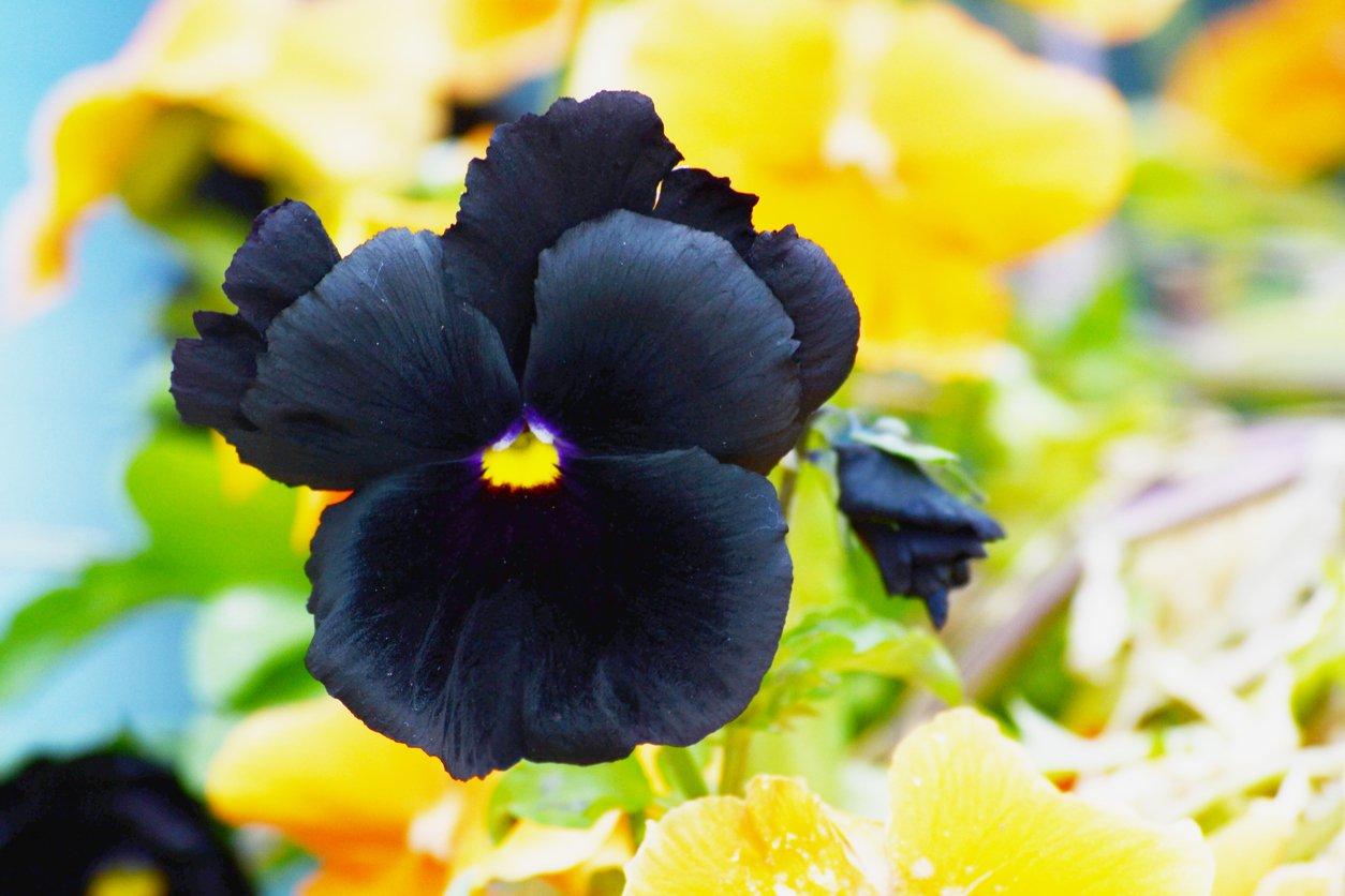 The Magic & Mystery of our Top 10 Black Flowers | Interflora