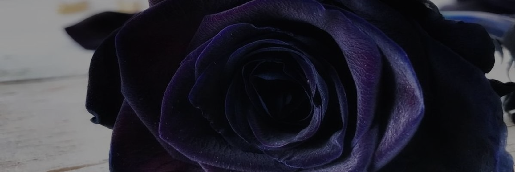 black-rose-flower