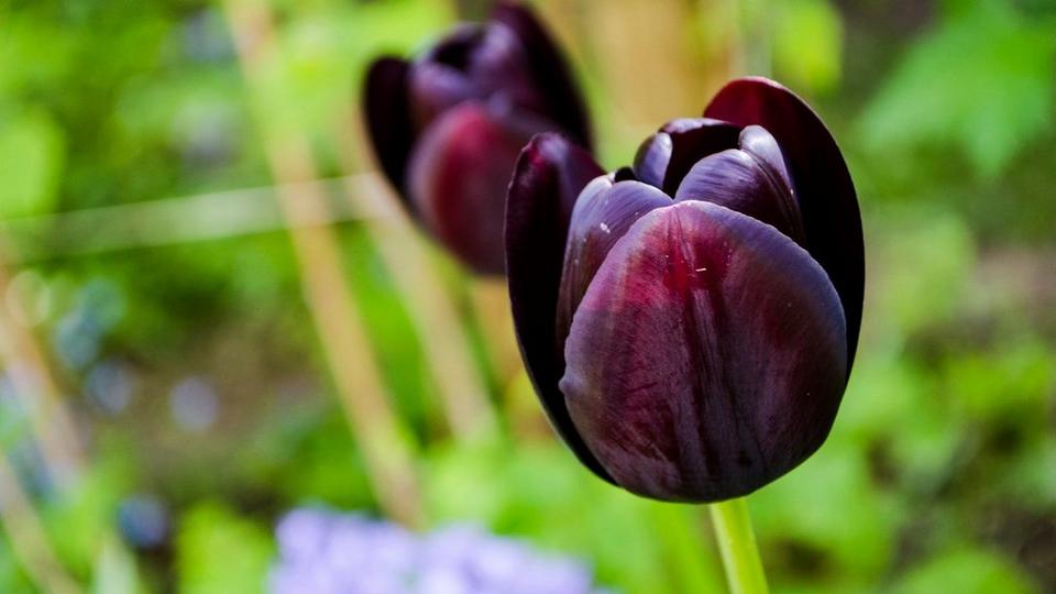 black-tulips-queen-of-the-night