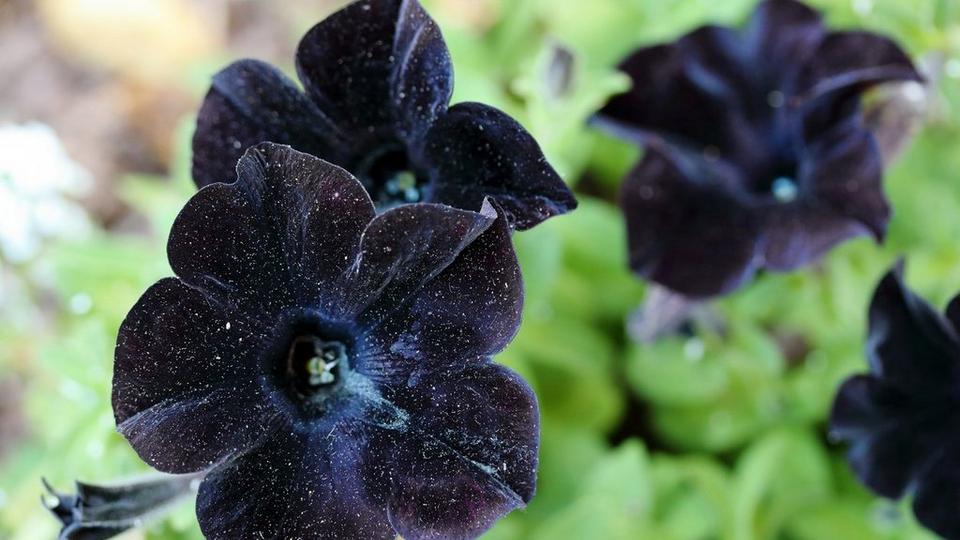 black-velvet-petunia