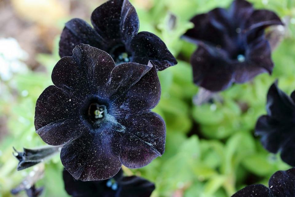 naturally black flowers