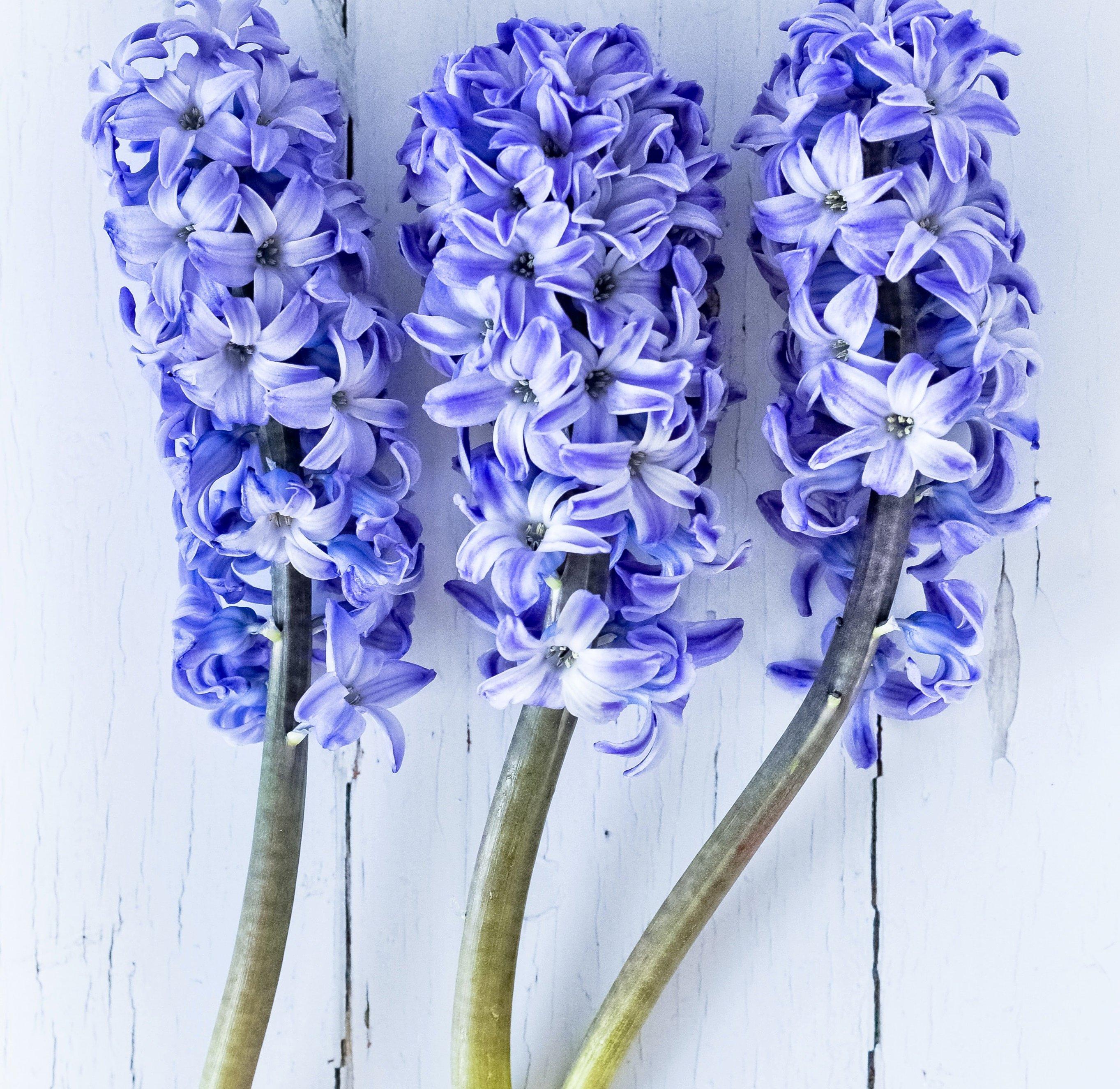 Different Types Of Flowers Spring The 11 Most Popular Flowers,
