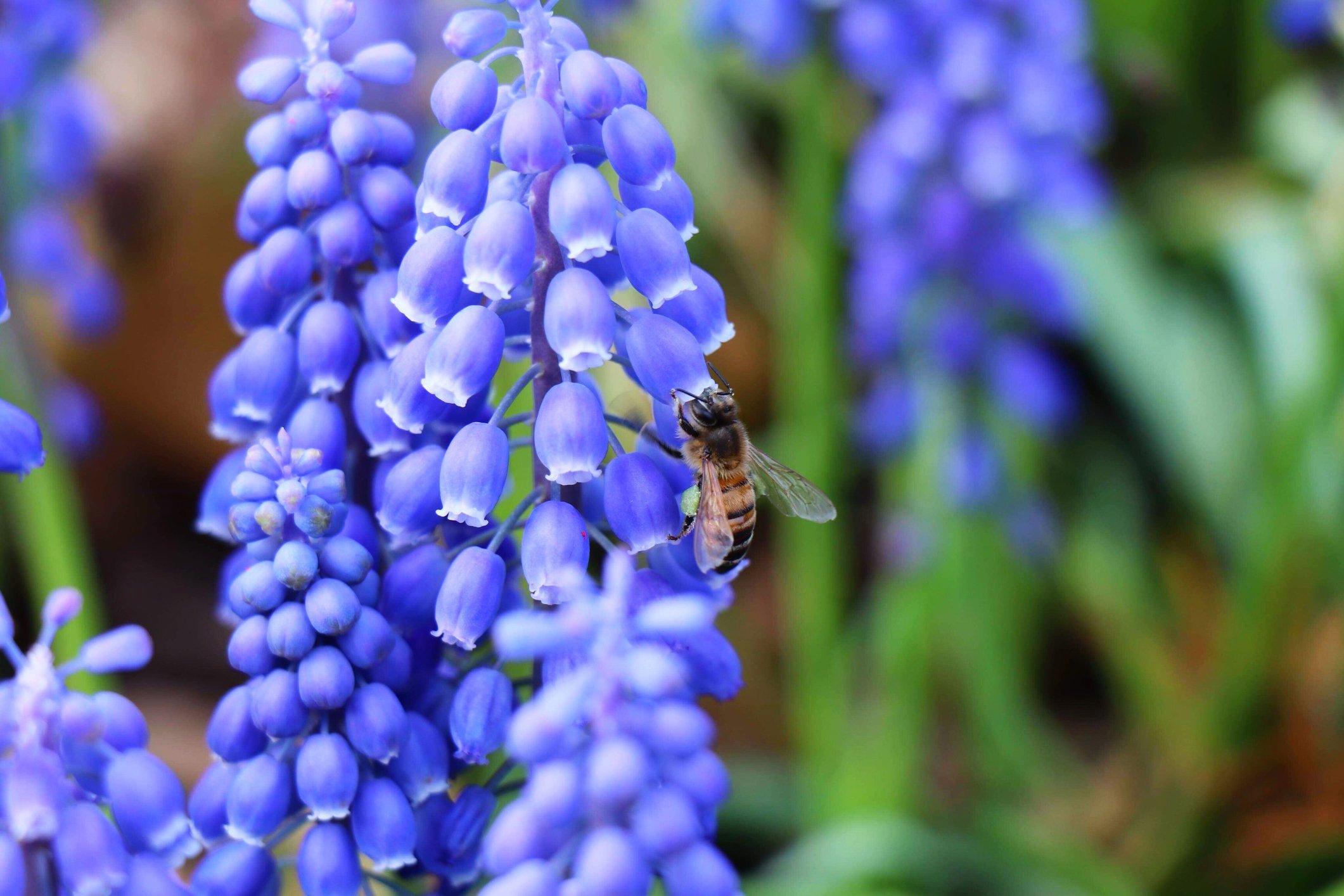 blue-hyacinth-with-bee