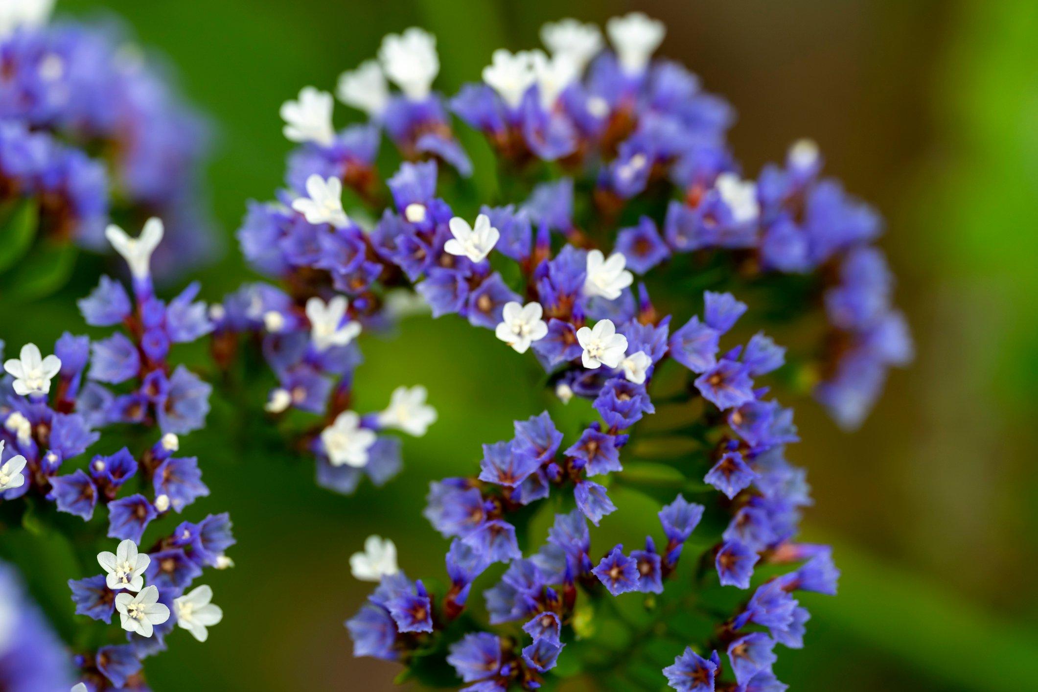 blue-statice-flowers