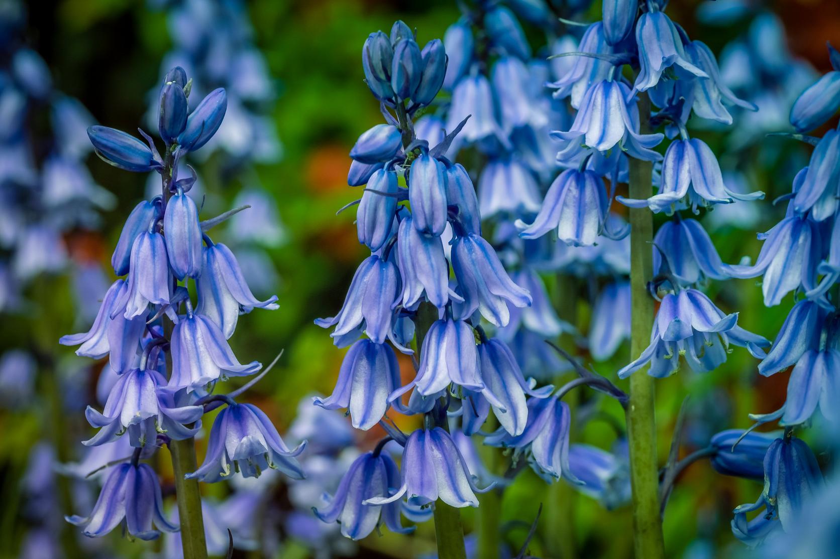 bluebell-blue-flowers