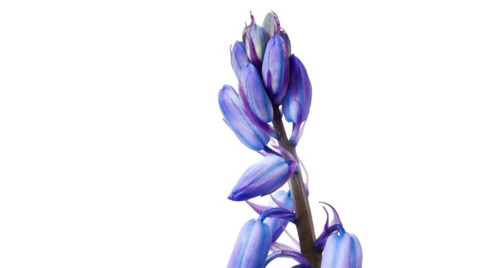 bluebells-blue-flower-single