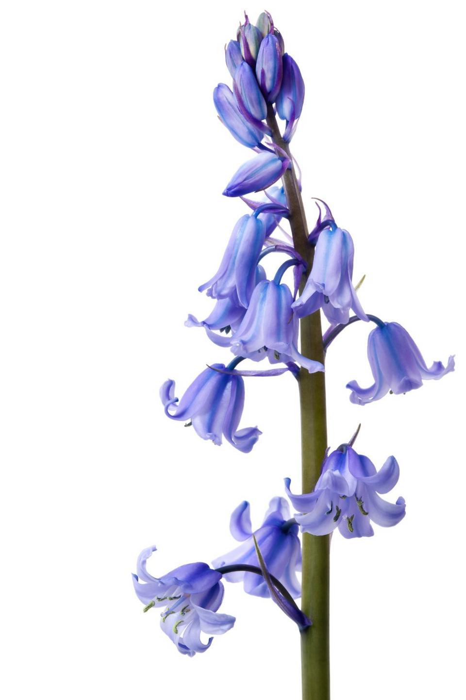 bluebells-blue-flower-single