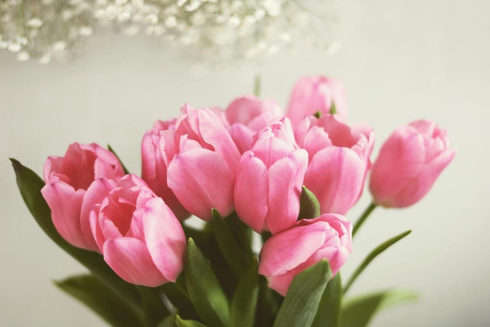 bouquet-tulips-pink-flowers