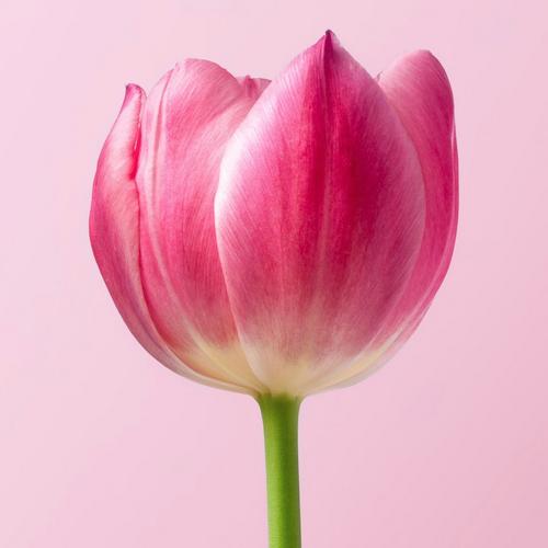 bowl-shape-tulip