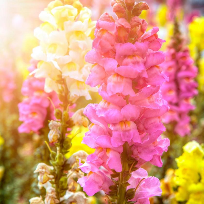 bright-pink-yellow-flowers