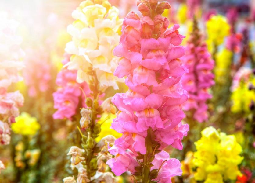 bright-pink-yellow-flowers