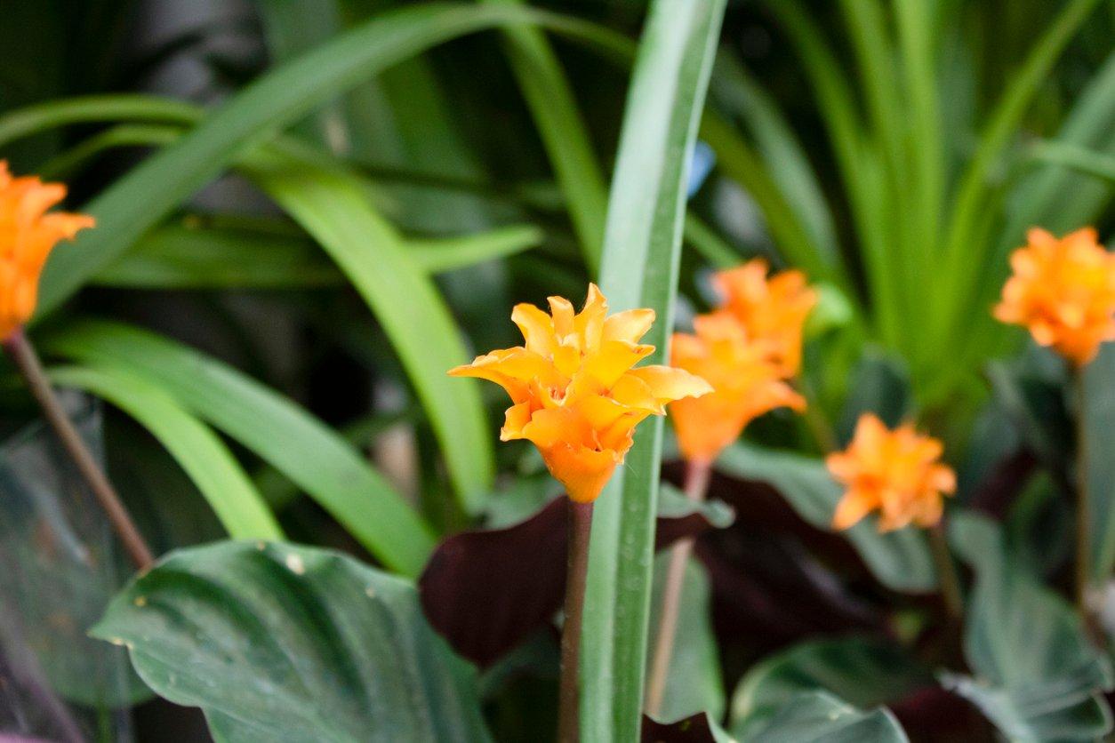 calathea-orange-flower