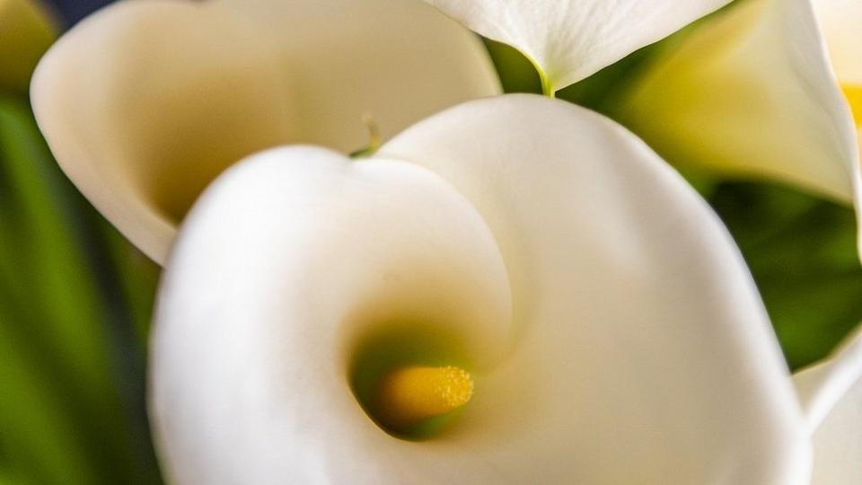 calla-lilies-cropped