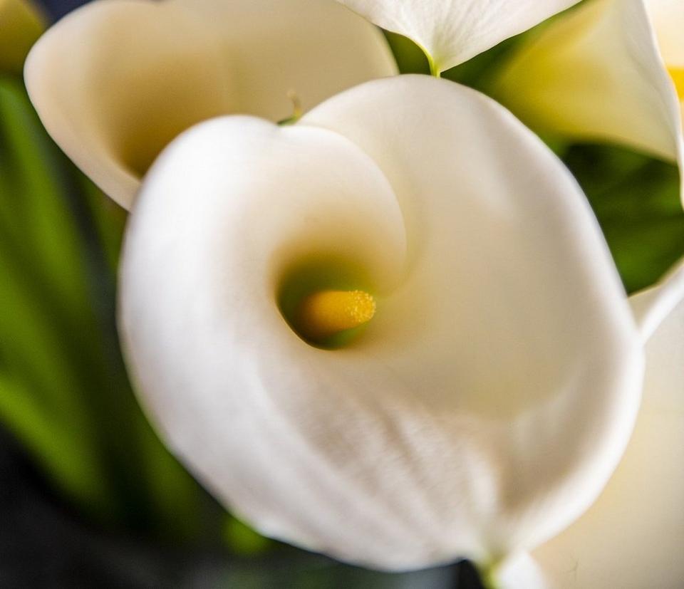 calla-lilies-white