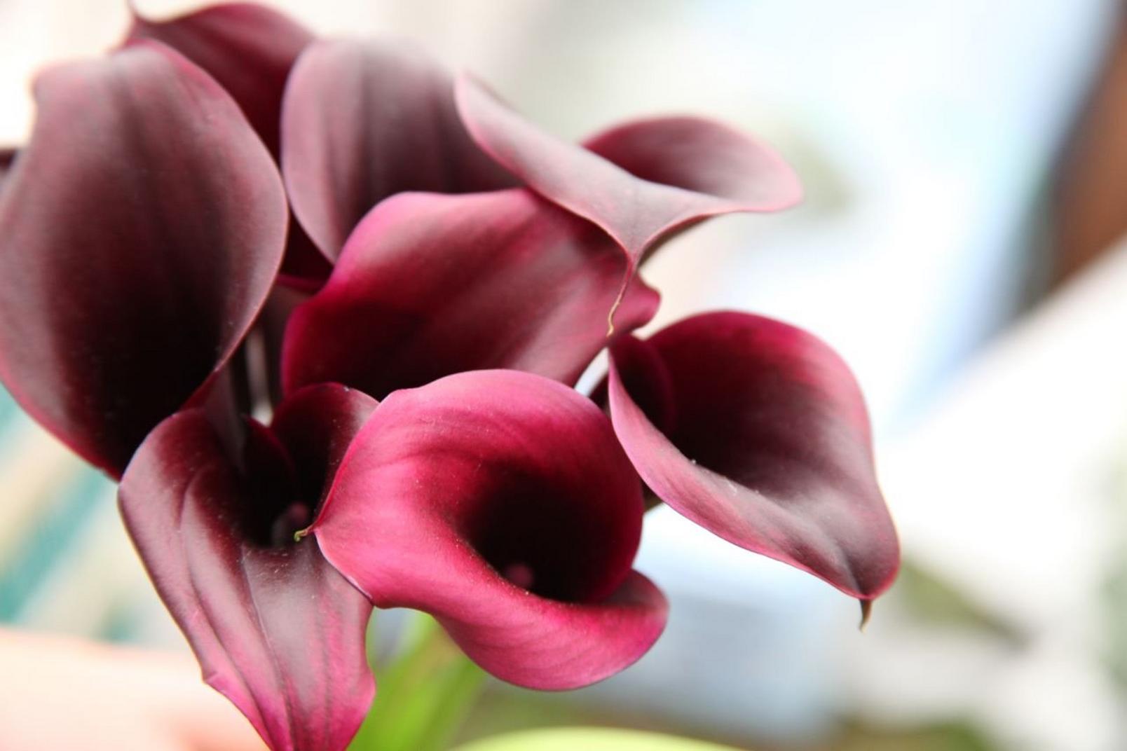calla-lily-pink-flower