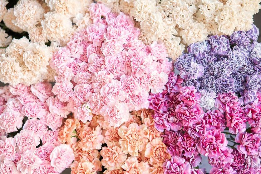 carnation-multicoloured-flowers