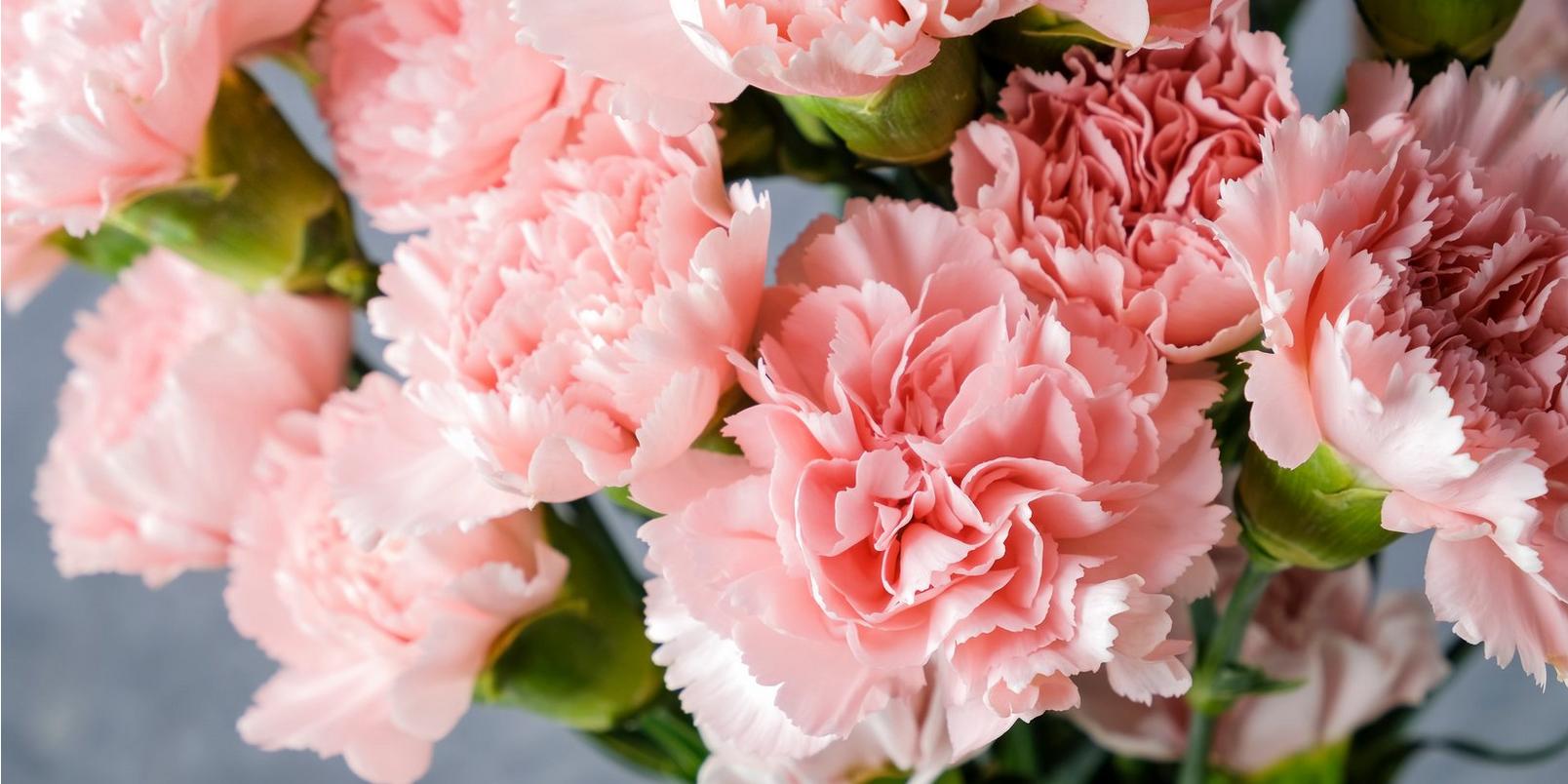 carnation-pink-flowers