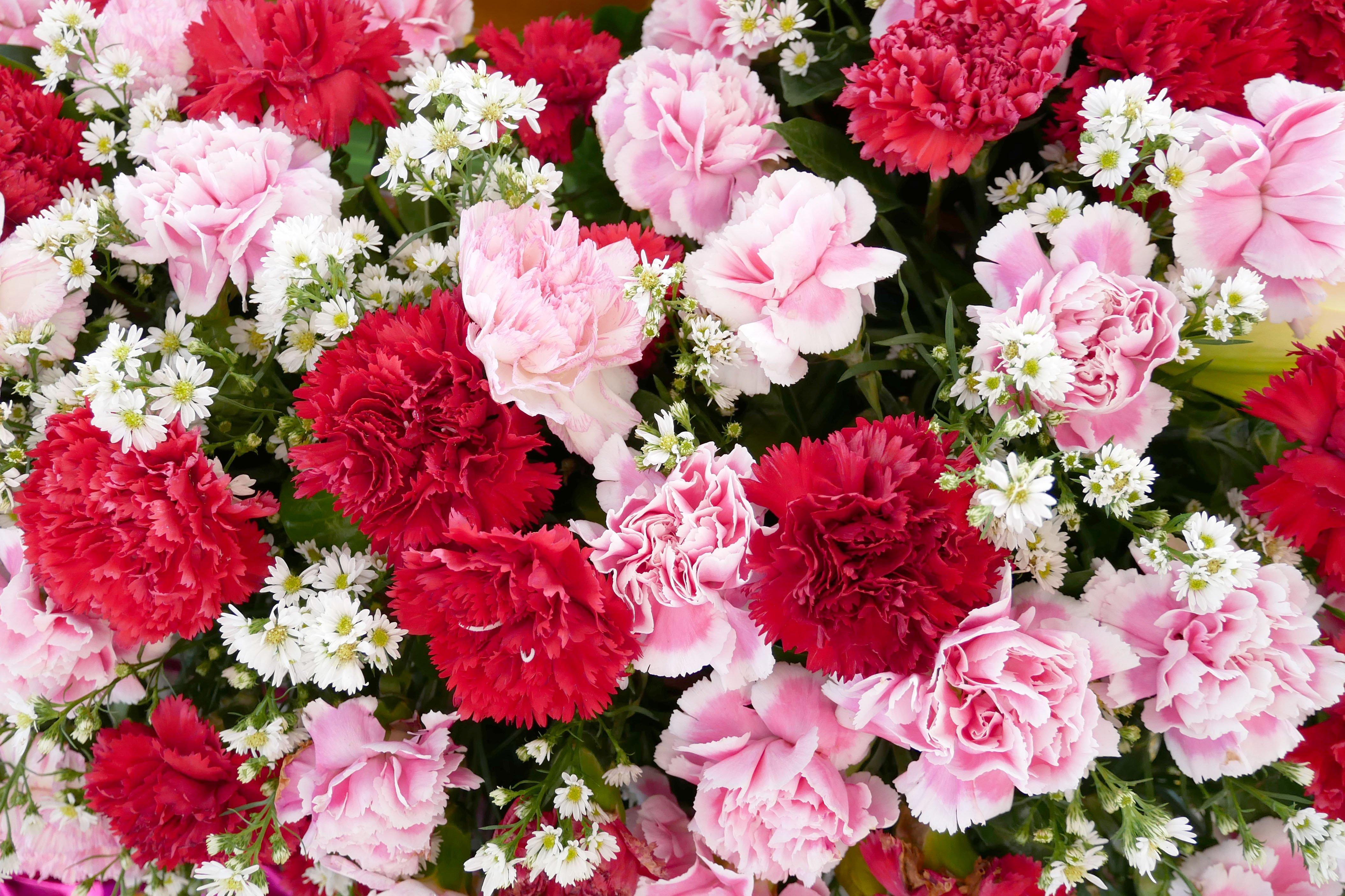 The Ultimate Flower Guide to Carnation Flowers