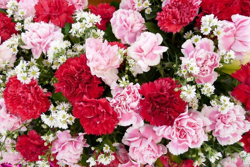 pink carnation flower bouquet