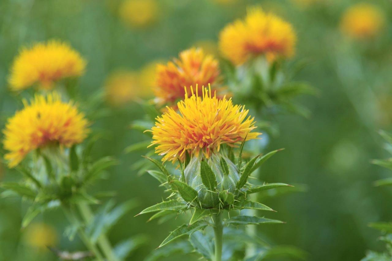 carthamus-yellow-flower