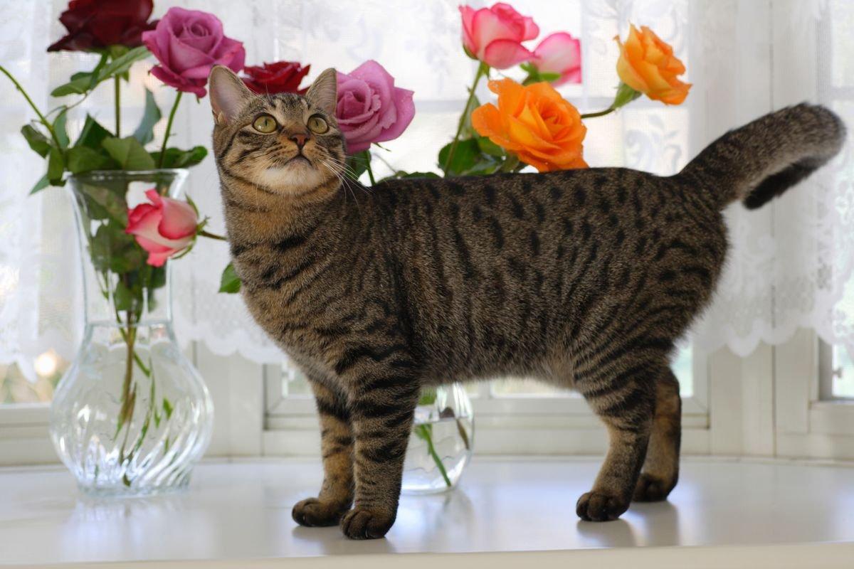 cat-infront-vase-flowers