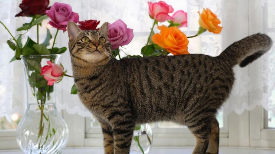 cat-infront-vase-flowers