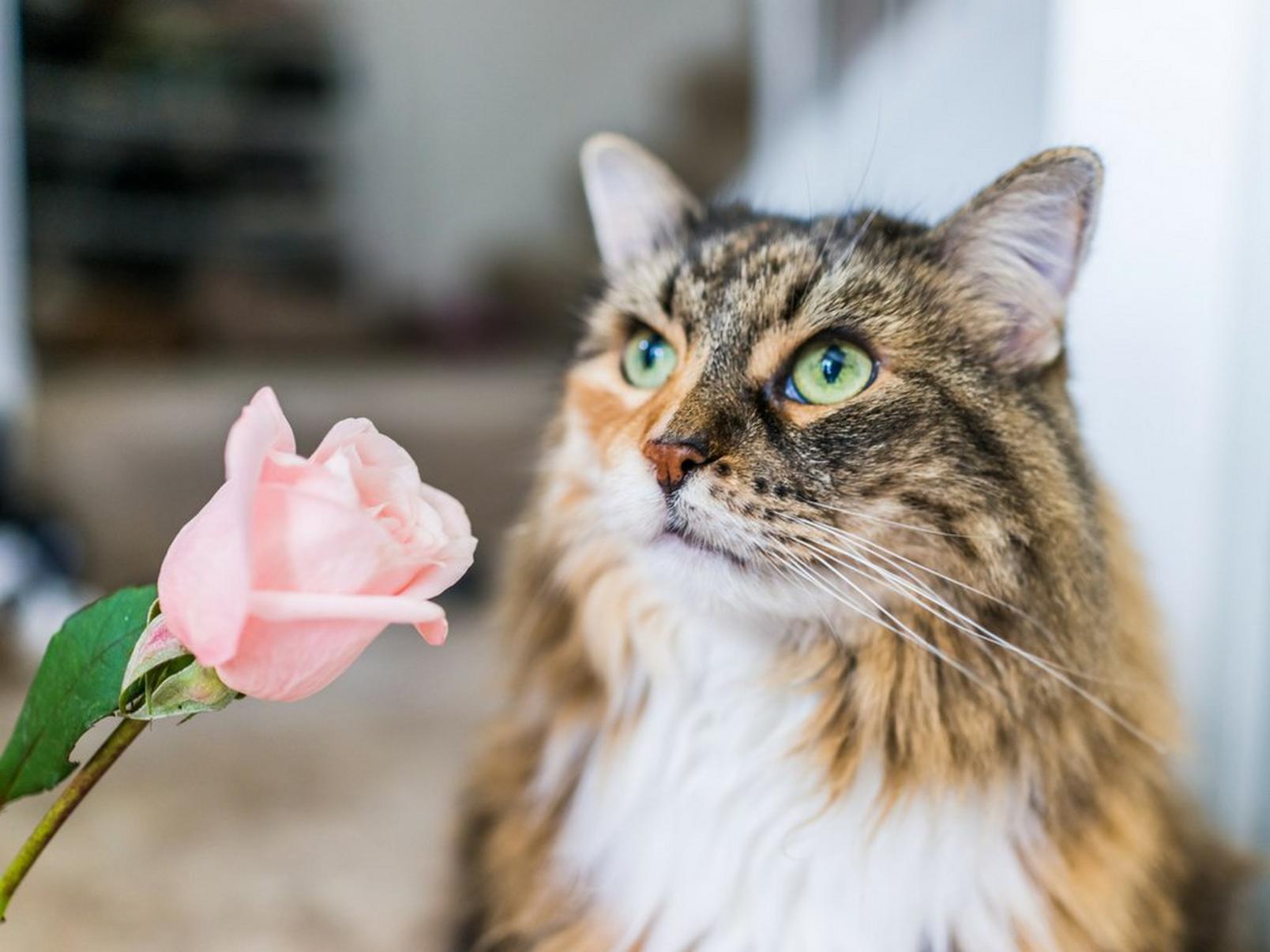cat-sniffing-rose-pink-flower
