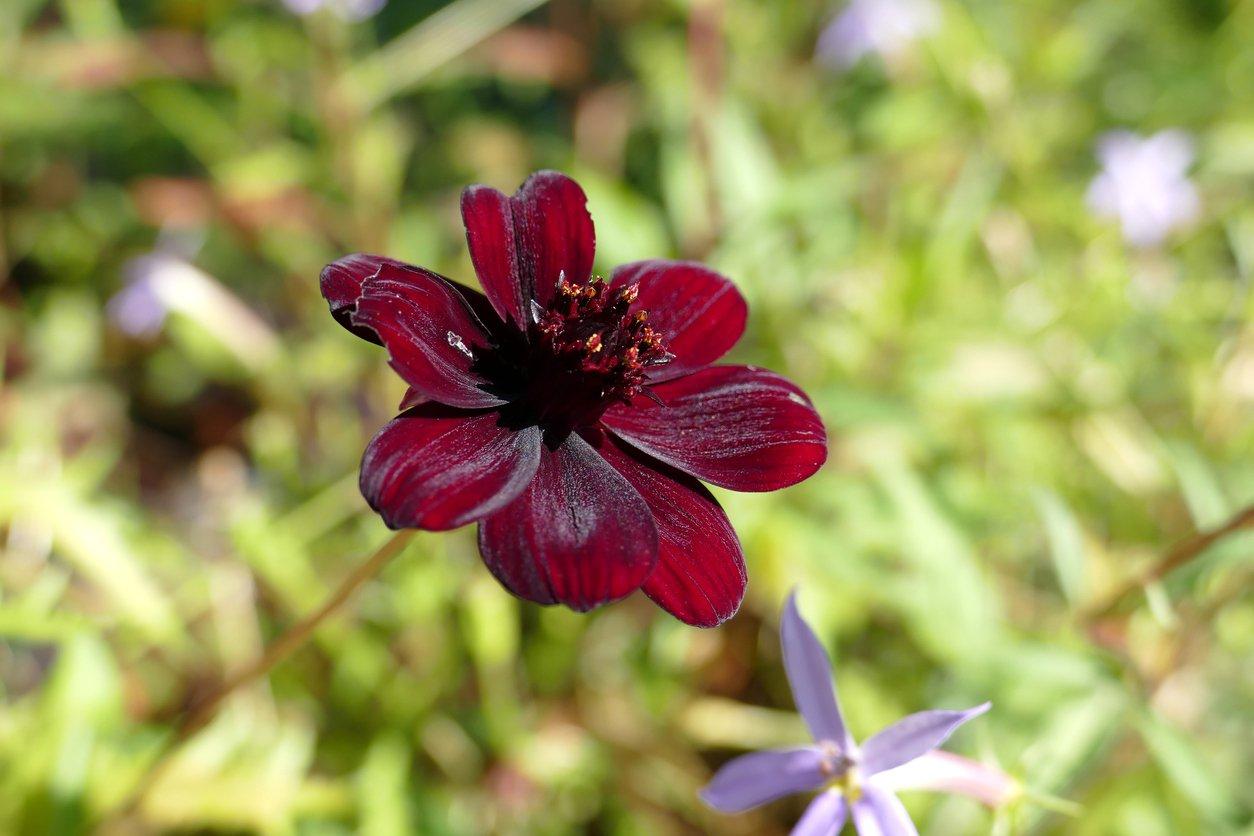 The Magic & Mystery of our Top 10 Black Flowers