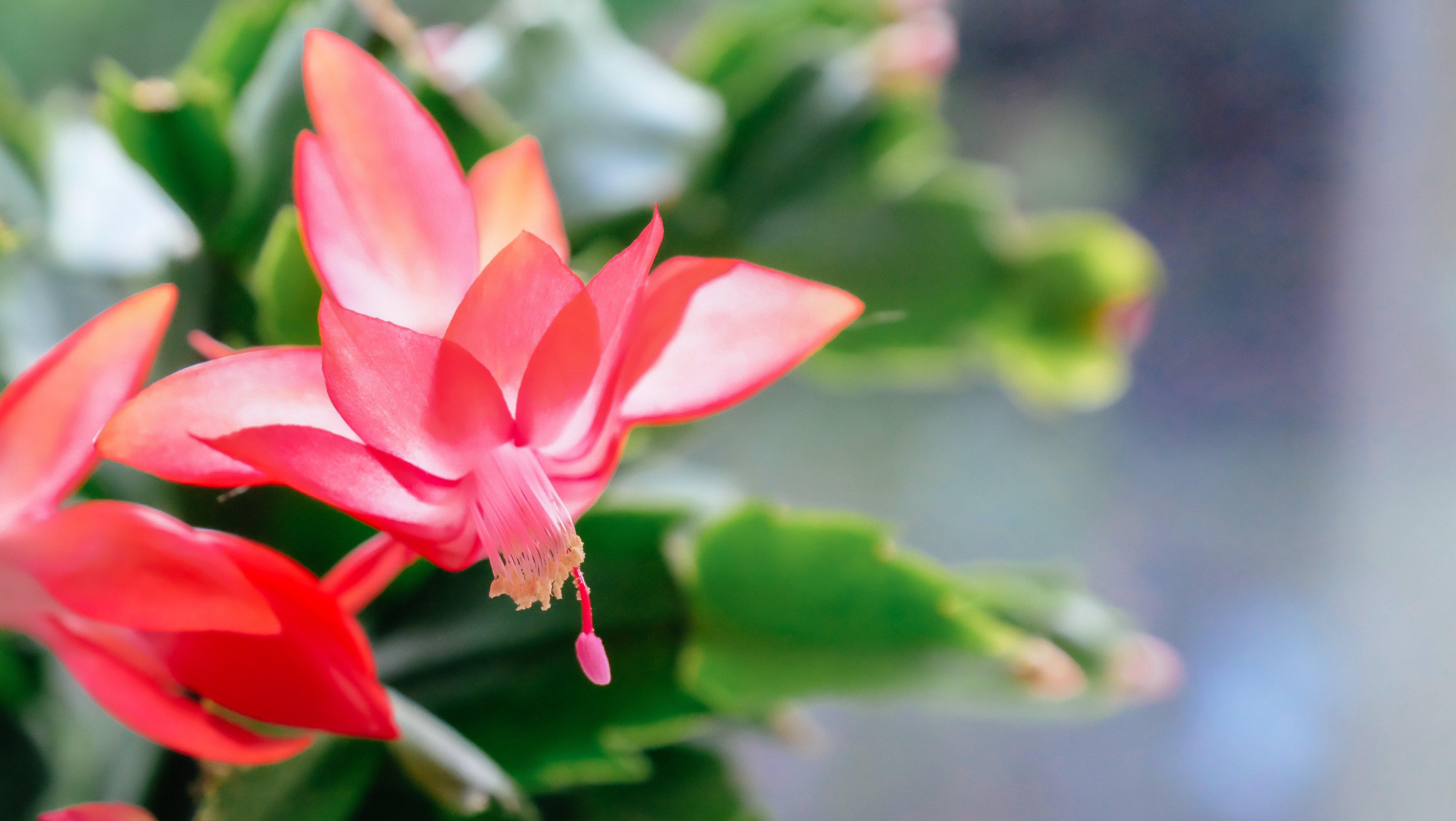 christmas-cactus-flower-light-pink