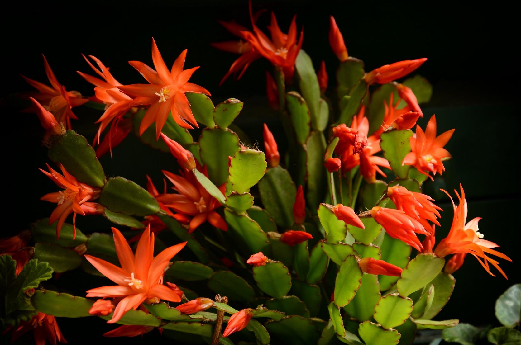 christmas-cactus-orange-plant
