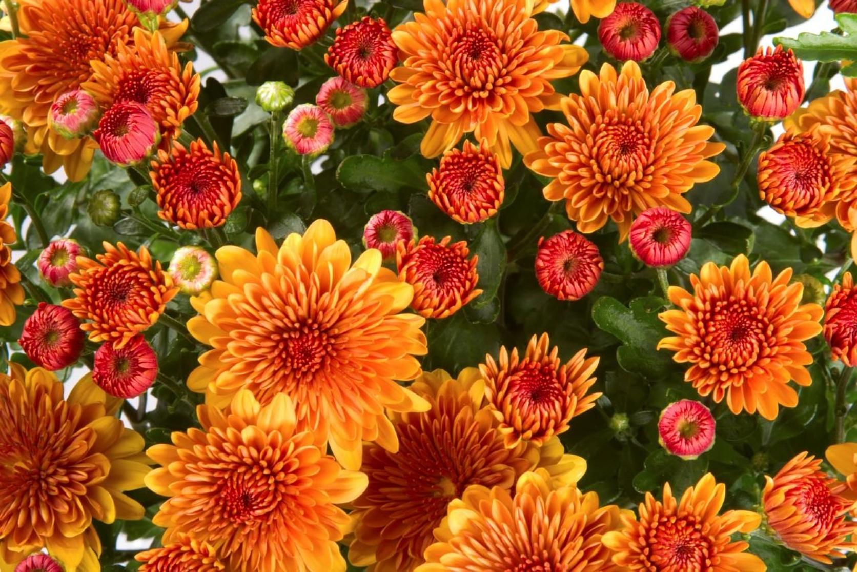 chrysanthemum-orange-flowers