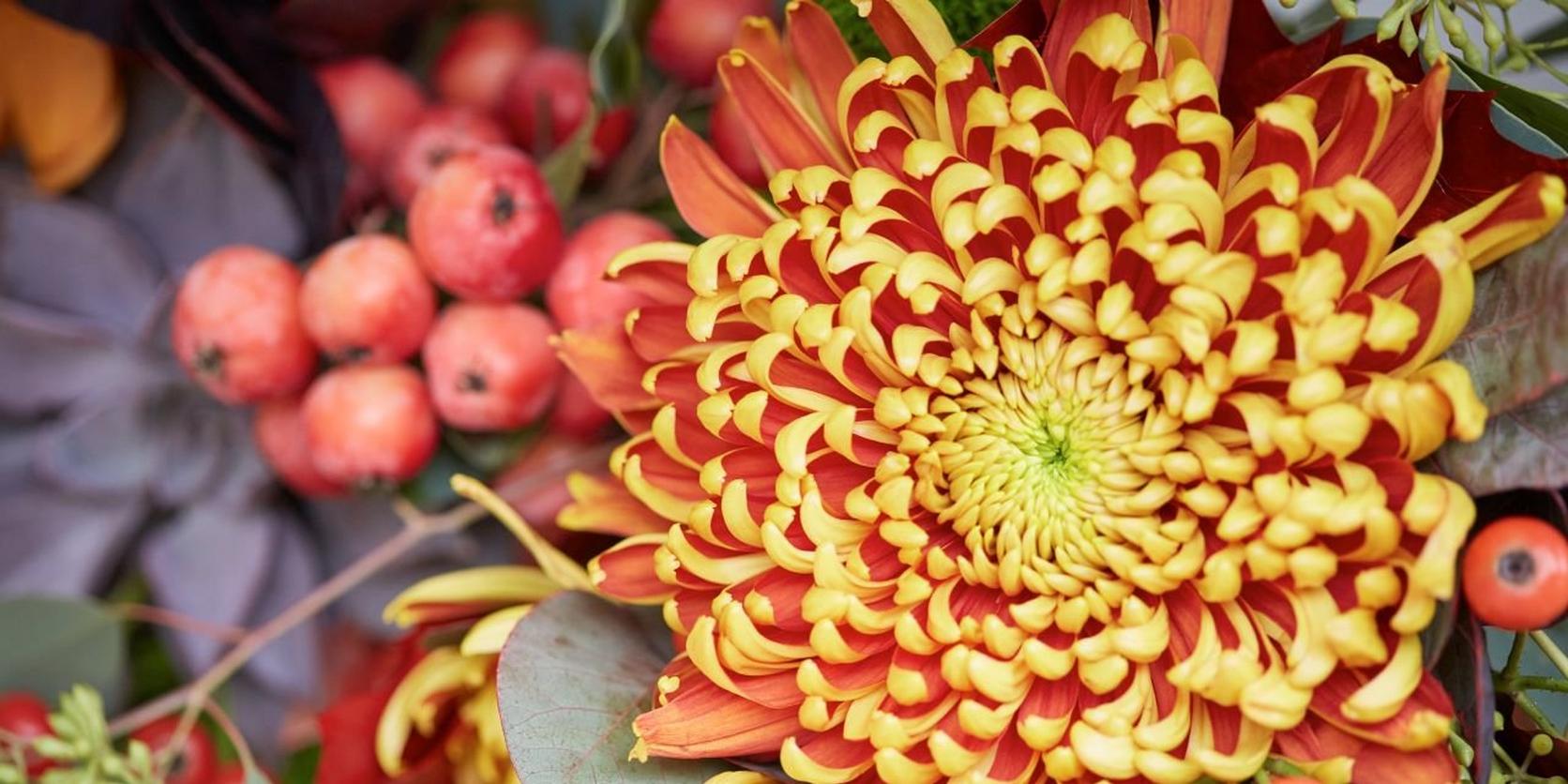 chrysanthemum-yellow-orange-flower