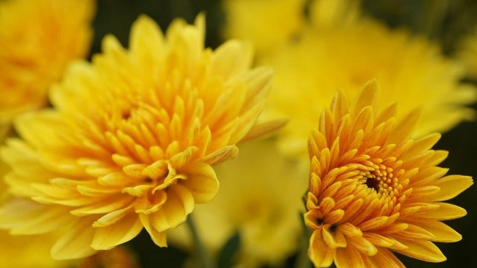 chrysanthemums-yellow-flowers