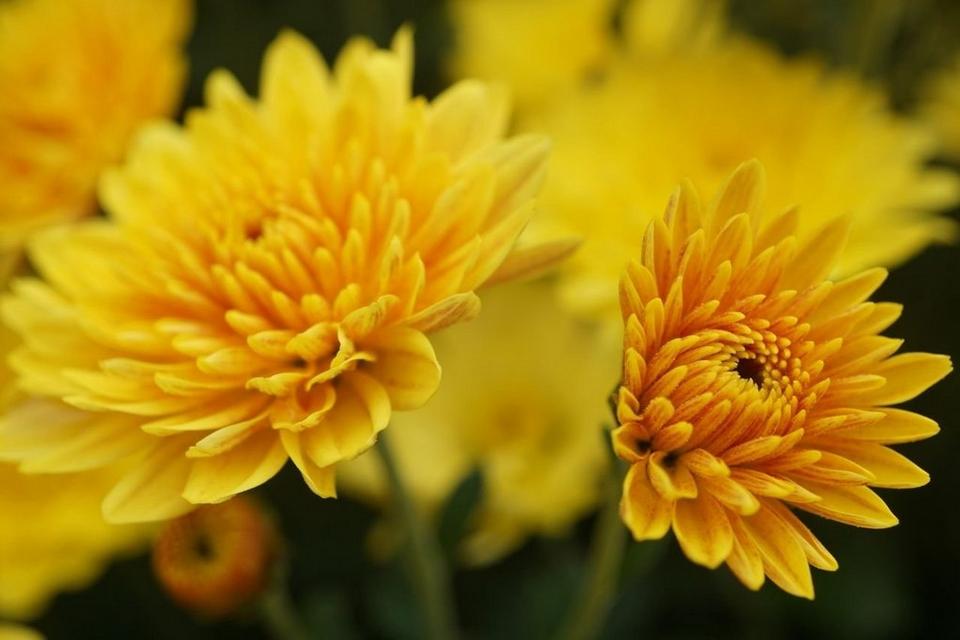 chrysanthemums-yellow-flowers