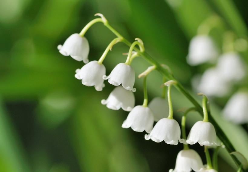 The Ultimate Guide to Lily of the Valley | Interflora