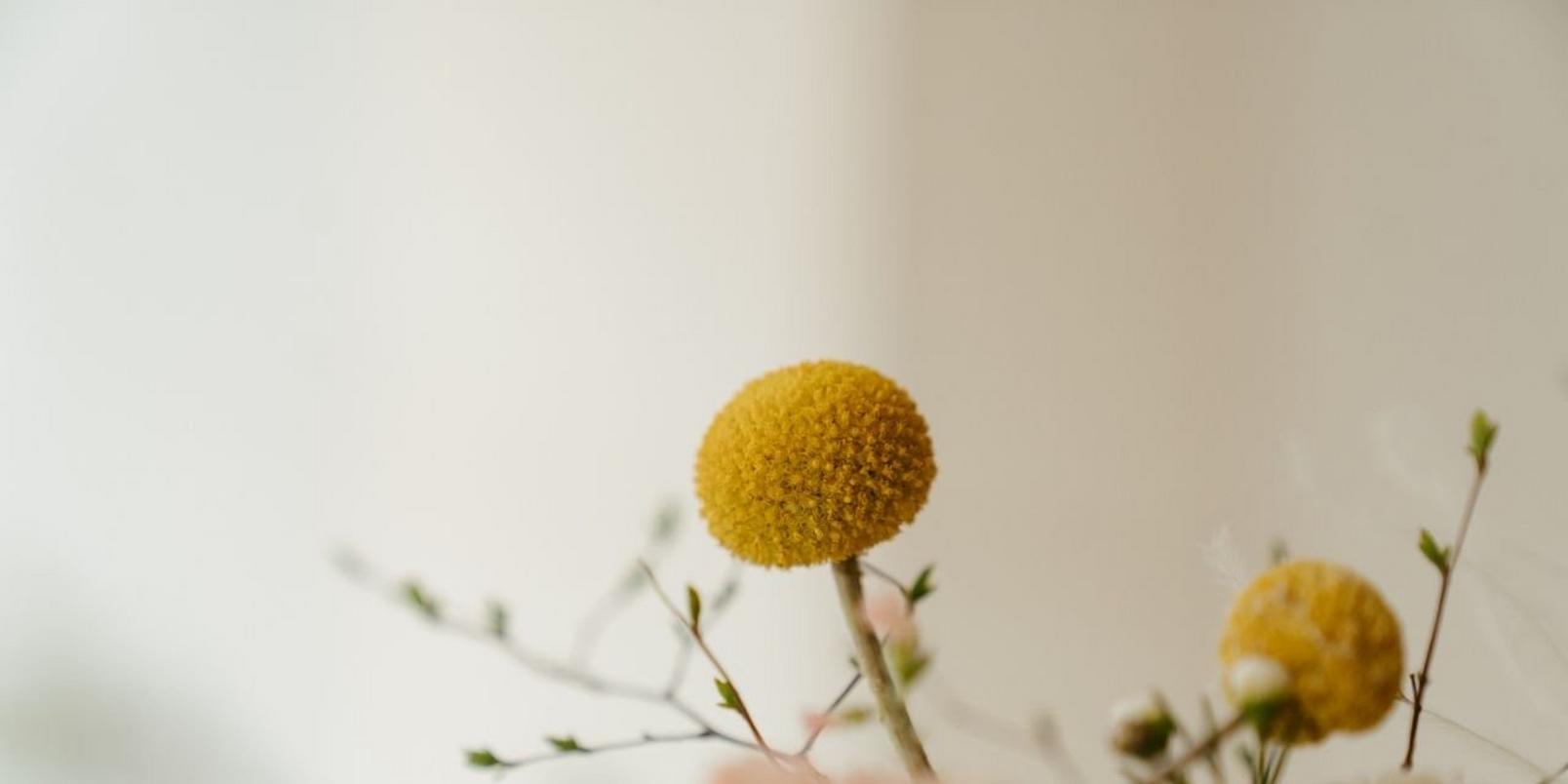 craspedia-yellow-blooms