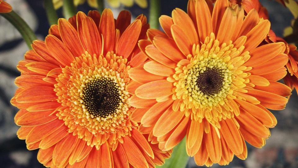 crested-double-gerbera-orange-flower