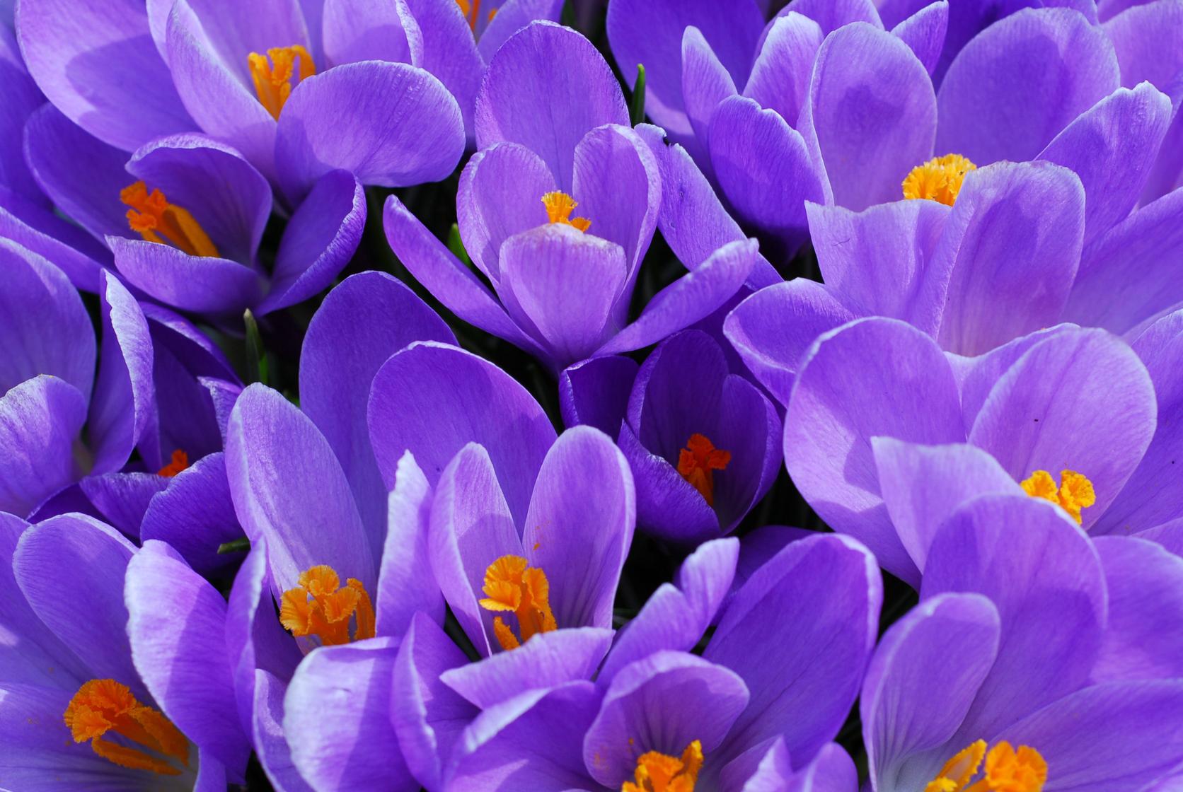 crocus-purple-flowers