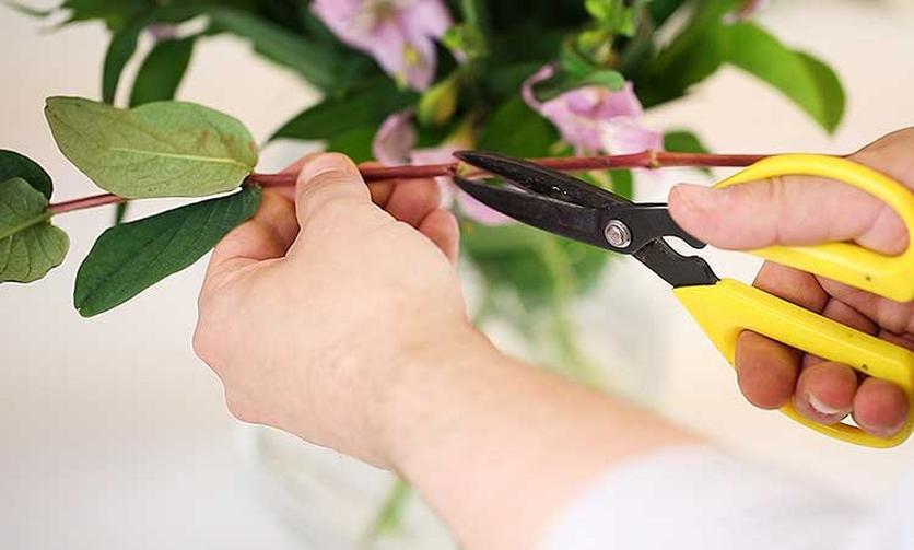 cutting-stems-with-scissors