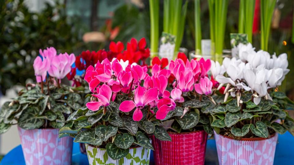 cyclamen-mulitcoloured-pots