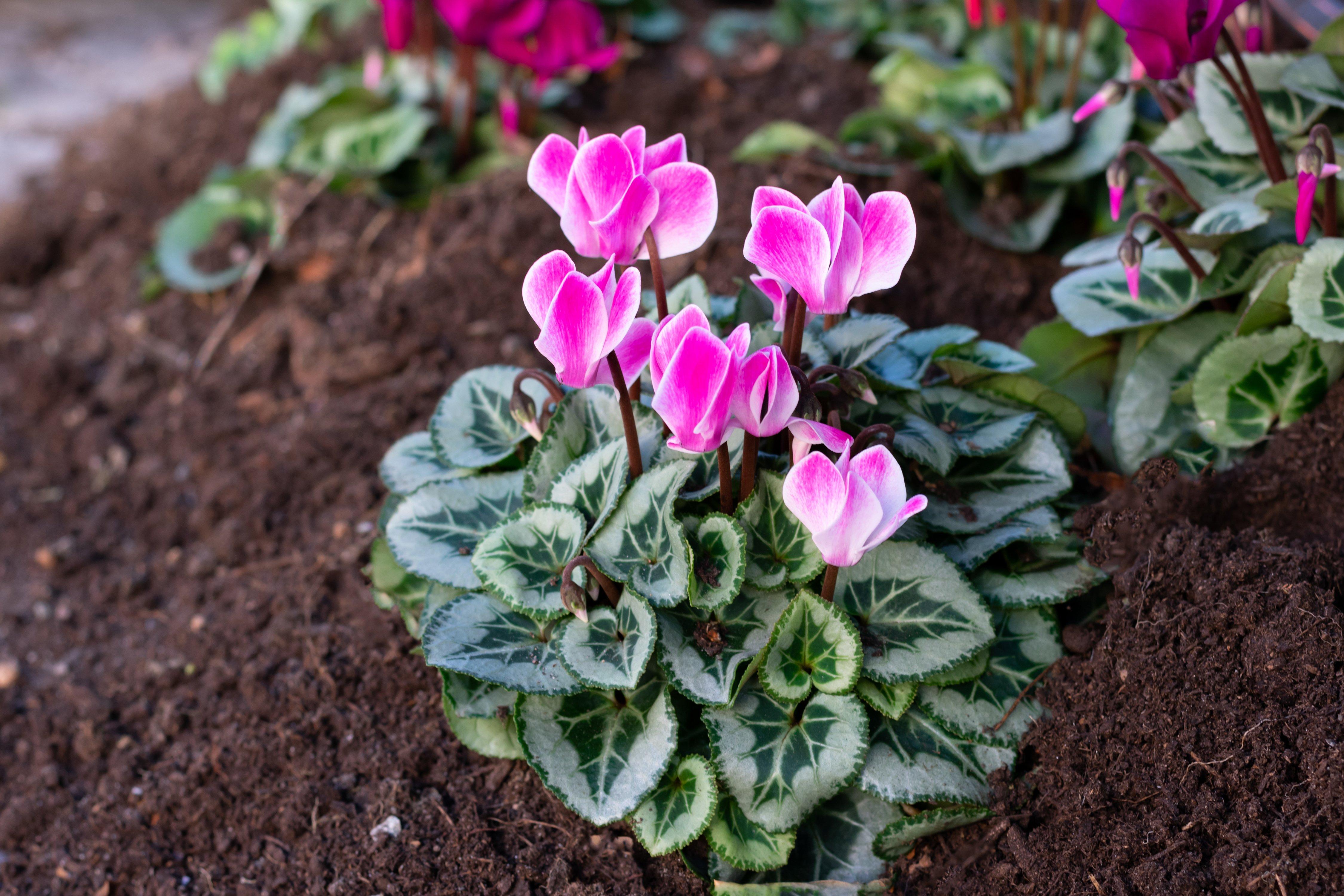 cyclamen-pink-garden
