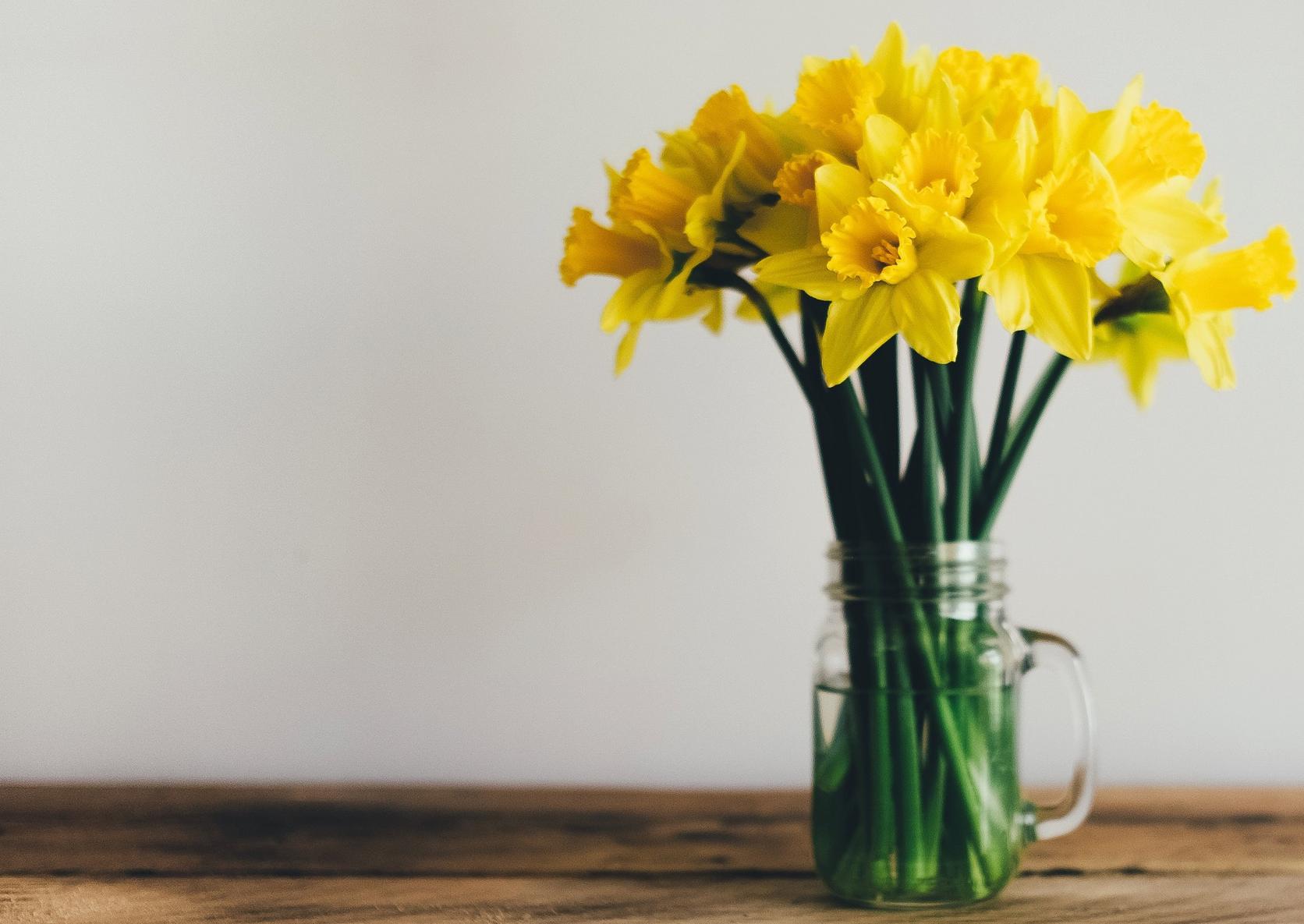 daffodil-spring-flowers