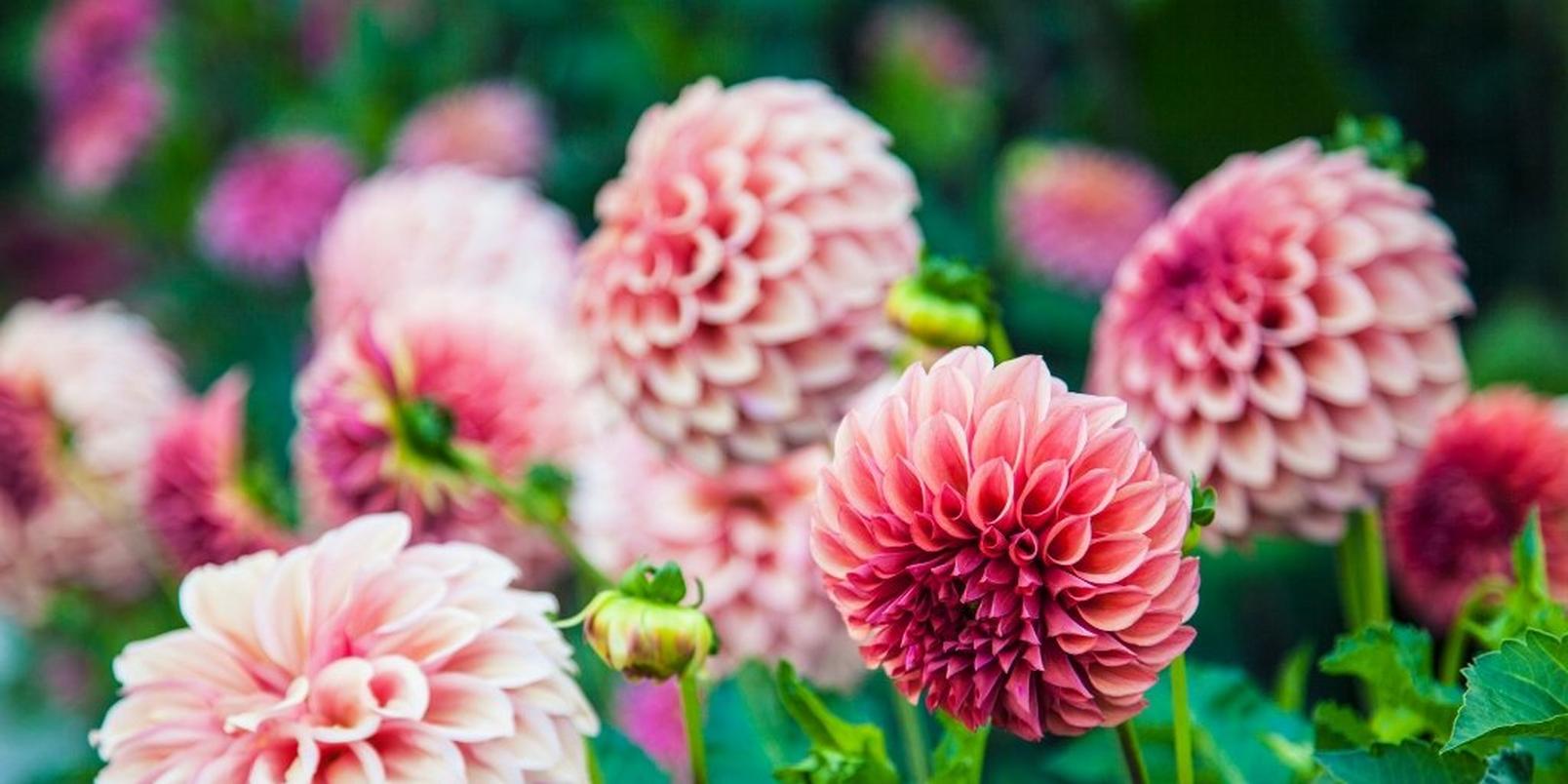dahlia-pink-field-flowers