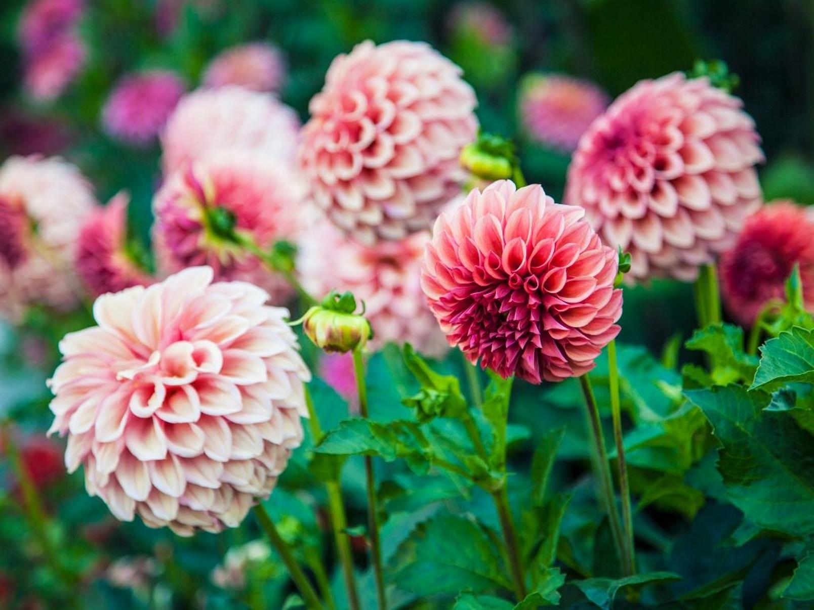 dahlia-pink-field-flowers