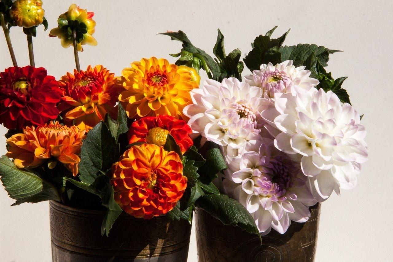 dahlias-multicoloured-flowers