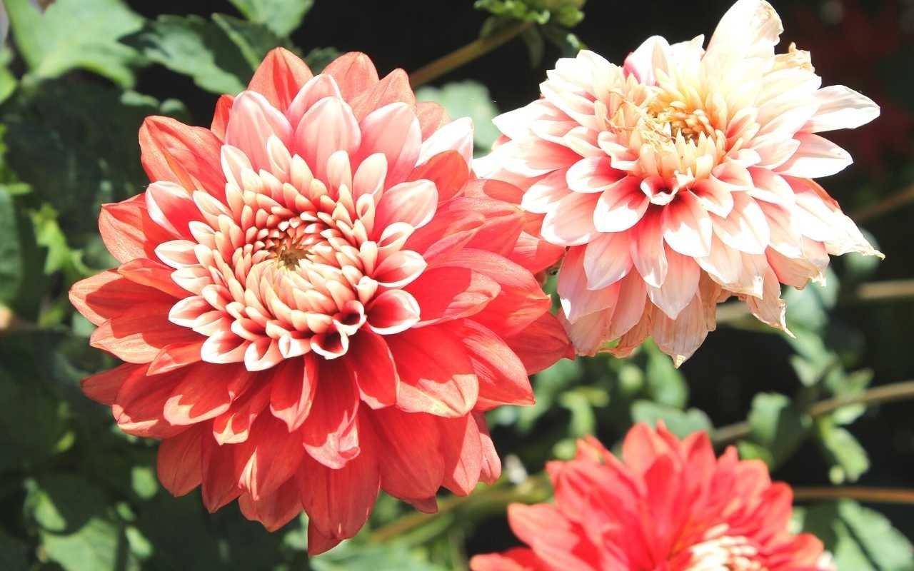 dahlias-orange-pink-flowers