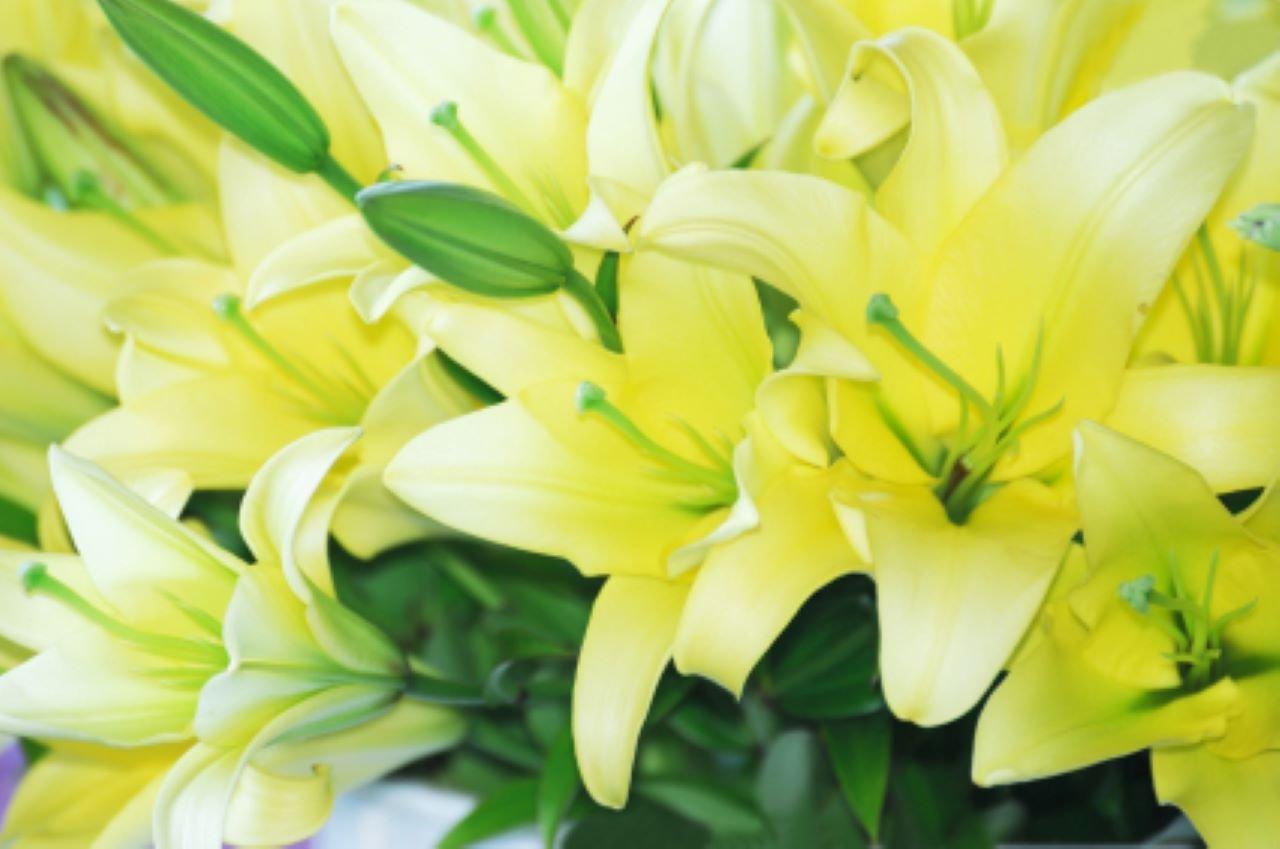 Yellow in Green Bouquet Yellow in Green Bouquet