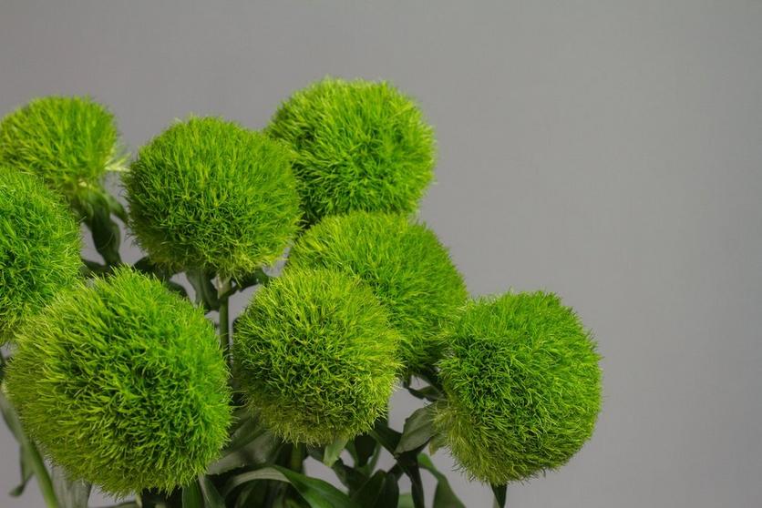 green trick carnation